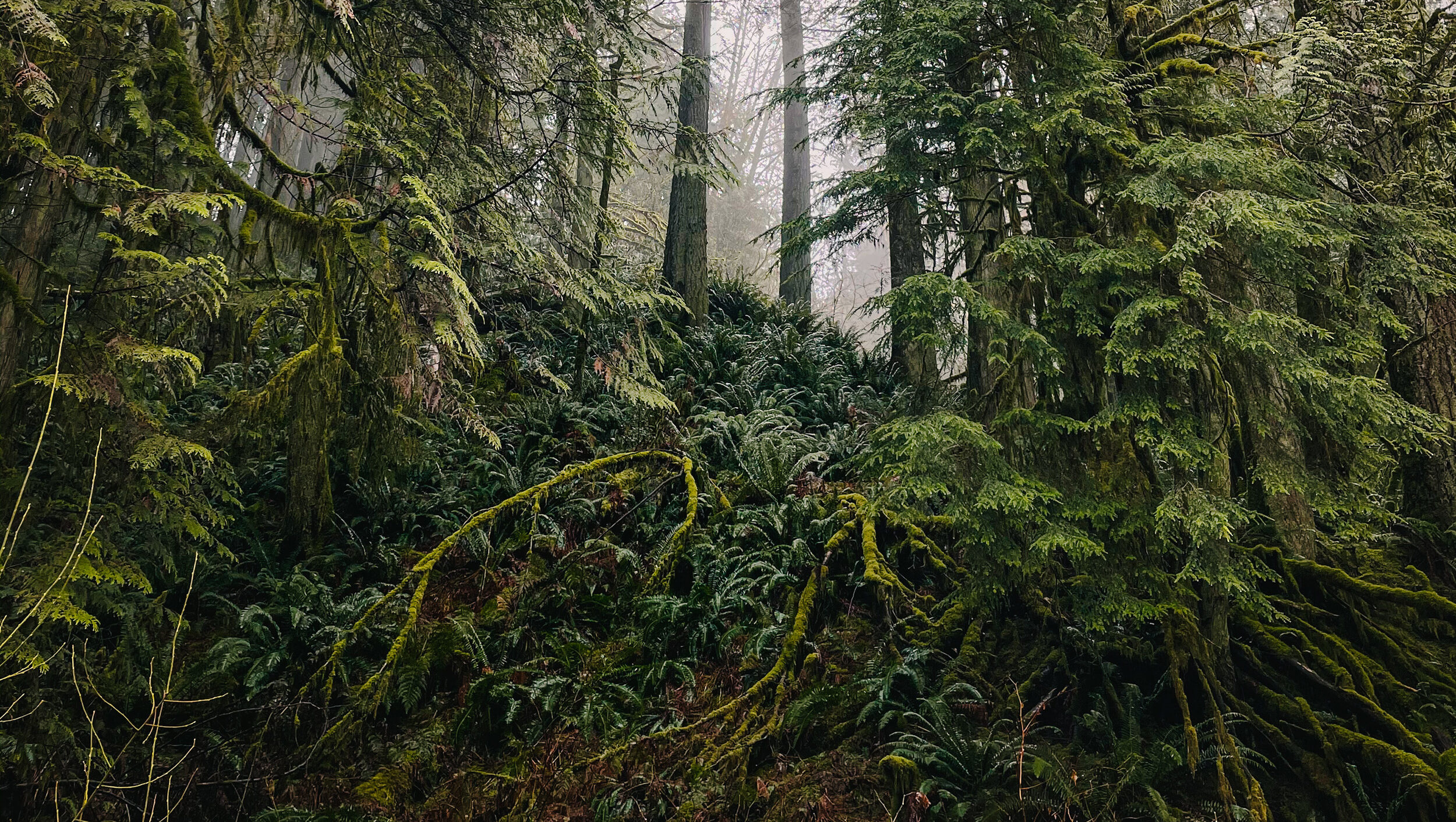 Pacific northwest forest in the fog